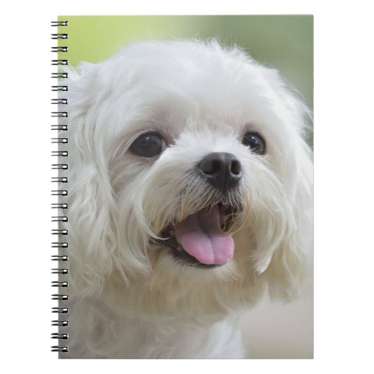 Witte Maltese hond Notitieboek (Voorkant)
