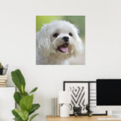 Witte Maltese hond Poster (Thuiskantoor)