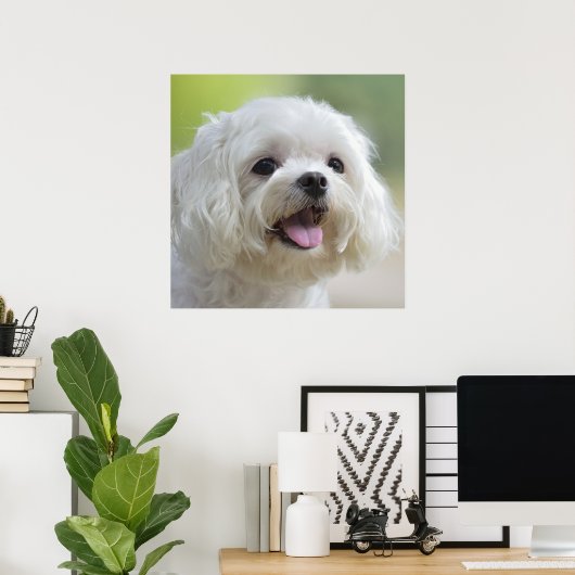 Witte Maltese hond Poster (Thuiskantoor)