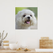 Witte Maltese hond Poster (Keuken)
