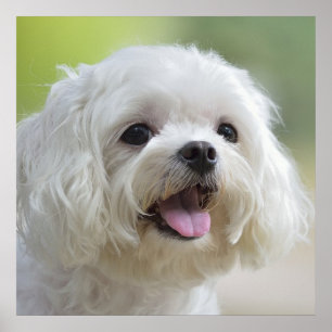 Witte Maltese hond Poster