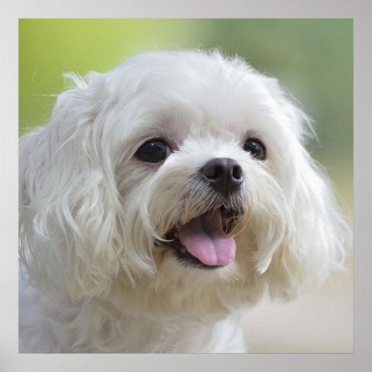 Witte Maltese hond Poster (Voorkant)