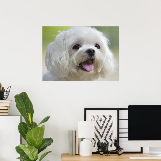Witte Maltese hond Poster (Thuiskantoor)