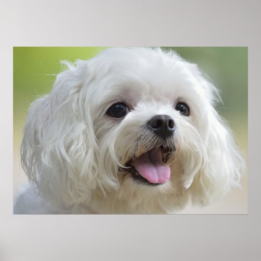 Witte Maltese hond Poster (Voorkant)