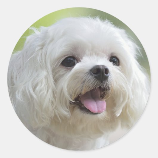 Witte Maltese hond Ronde Sticker (Voorkant)