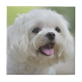 Witte Maltese hond Tegeltje (Voorkant)