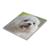 Witte Maltese hond Tegeltje (Zijkant)