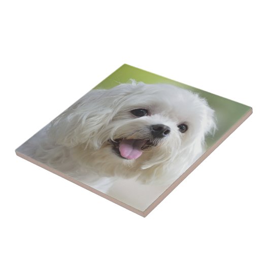 Witte Maltese hond Tegeltje (Zijkant)