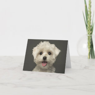 Witte Maltese Puppy Dog Blank Note Kaart