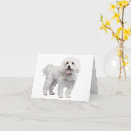 Witte Maltese Puppy Dog Blank Notecard / Kaart (Gele Bloem)