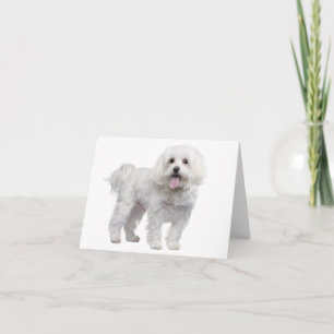 Witte Maltese Puppy Dog Blank Notecard / Kaart