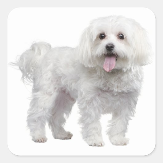 Witte Maltese Puppy Dog Love Sticker / Label (Voorkant)