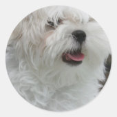 Witte Maltese Puppy Sticker (Voorkant)