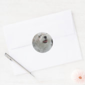 Witte Maltese Puppy Sticker (Envelop)