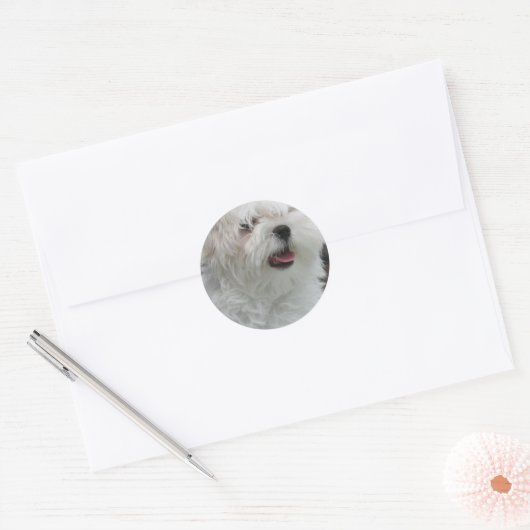 Witte Maltese Puppy Sticker (Envelop)