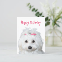 Witte Maltese Tendre Zoetheid Briefkaart