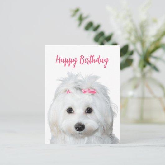 Witte Maltese Tendre Zoetheid Briefkaart (Staand voorkant)