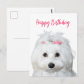 Witte Maltese Tendre Zoetheid Briefkaart (Voorkant / Achterkant)