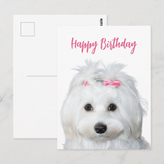 Witte Maltese Zachte Zoetheid Briefkaart (Voorkant / Achterkant)