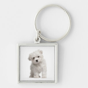 Witte Maltezer Puppy Hond Liegt Aangepaste Sleutel Sleutelhanger