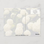 witte marigolbloemen briefkaart (Achterkant)