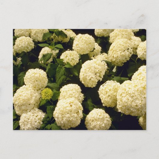 witte marigolbloemen briefkaart (Voorkant)