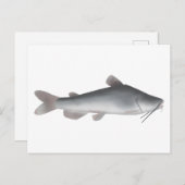 Witte meerval briefkaart (Voorkant / Achterkant)