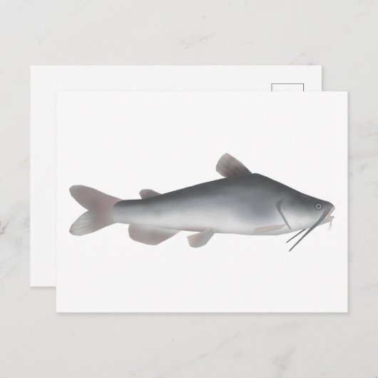 Witte meerval briefkaart (Voorkant / Achterkant)