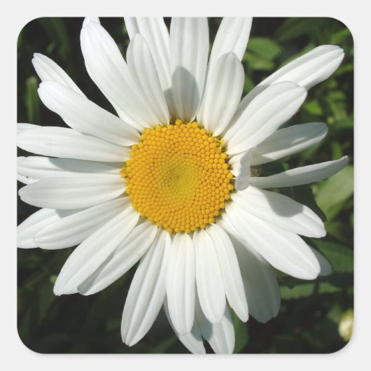 witte melkbloem vierkante sticker (Voorkant)