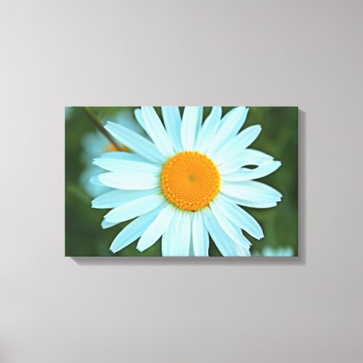 witte melkbloemen afbeelding. canvas afdruk (Voorkant)