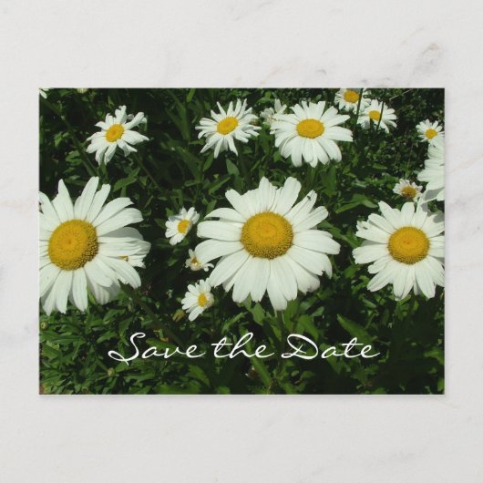witte melkbloemen, met uitzondering van de datum aankondigingskaart (Voorkant)