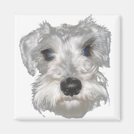 Witte miniatuur Schnauzer magneet (Voorkant)