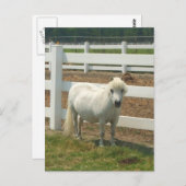 Witte miniatuurpaardenbriefkaart briefkaart (Voorkant / Achterkant)