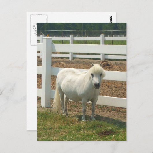 Witte miniatuurpaardenbriefkaart briefkaart (Voorkant / Achterkant)