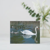 Witte modderswan met baby-eend cygnets-meer briefkaart (Staand voorkant)