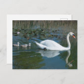Witte modderswan met baby-eend cygnets-meer briefkaart (Voorkant / Achterkant)
