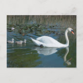 Witte modderswan met baby-eend cygnets-meer briefkaart (Voorkant)