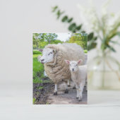 Witte moederschapen en lammeren die op de weg staa briefkaart (Staand voorkant)