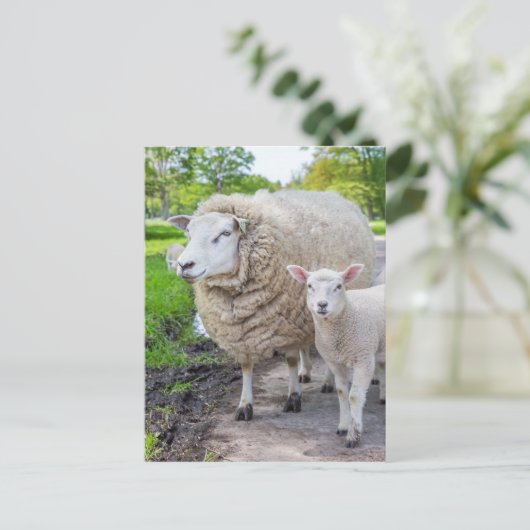 Witte moederschapen en lammeren die op de weg staa briefkaart (Staand voorkant)