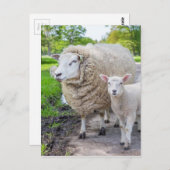 Witte moederschapen en lammeren die op de weg staa briefkaart (Voorkant / Achterkant)