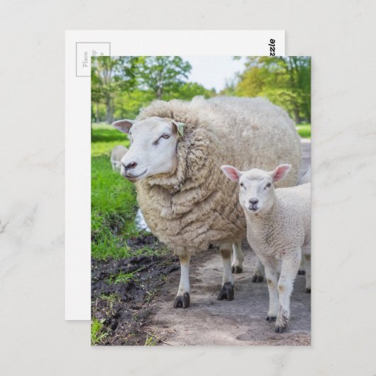 Witte moederschapen en lammeren die op de weg staa briefkaart (Voorkant / Achterkant)