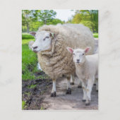 Witte moederschapen en lammeren die op de weg staa briefkaart (Voorkant)
