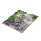 Witte moederschapen en lammeren die op de weg staa tegeltje (Zijkant)