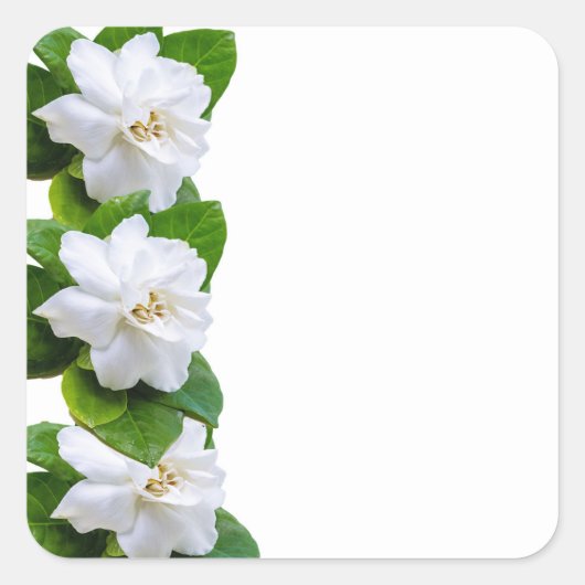 Witte mooie gardenia bloemen op wit vierkante sticker (Voorkant)