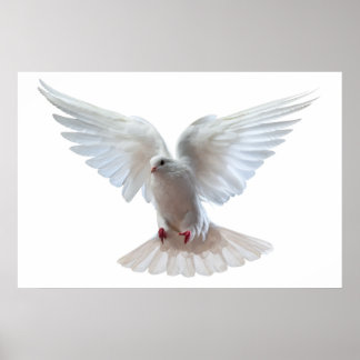 Witte mooie vliegende duif poster