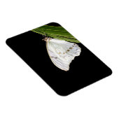 Witte morfovlinder op blad magneet (Rechterzijde)