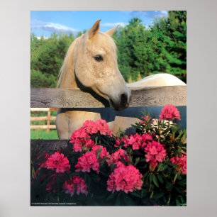 Witte Morgan Arabische Mare Wilde Paard met Bloeme Poster