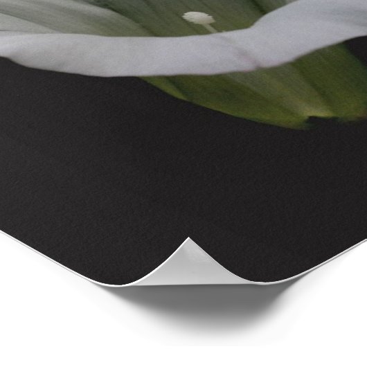 Witte Morning Glory Bloemspiegel Abstract Poster (Hoek)