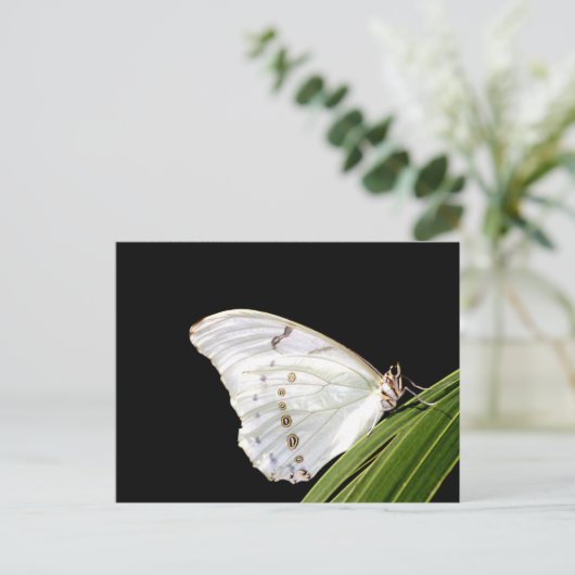 Witte Morpho-vlinder op blad Briefkaart (Staand voorkant)