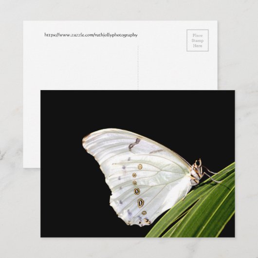 Witte Morpho-vlinder op blad Briefkaart (Voorkant / Achterkant)